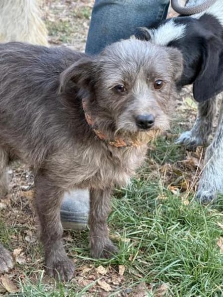 Ich heiße Zippy ,36 cm, mit Video