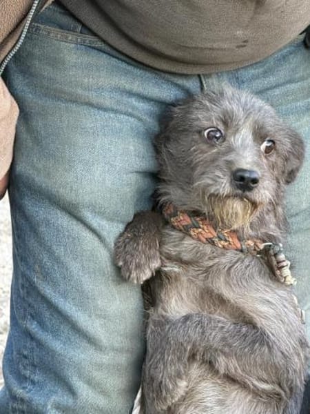 Ich heiße Zippy ,36 cm, mit Video