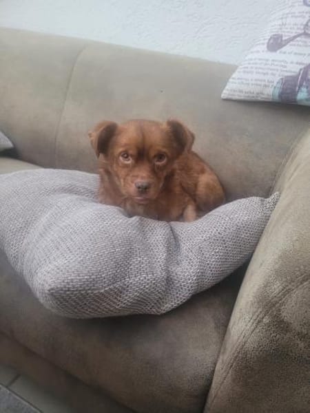 Todd, ein verschmustes Zwerglein l