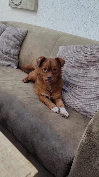 Todd, ein verschmustes Zwerglein l