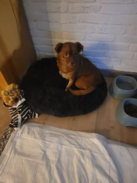 Todd, ein verschmustes Zwerglein l