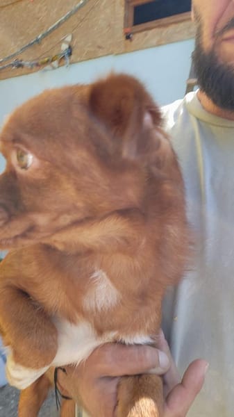 Todd, ein verschmustes Zwerglein l