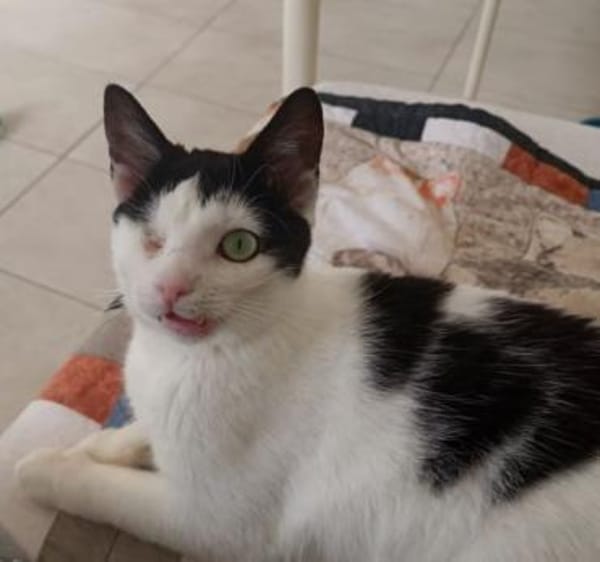 Schmusemaus Belinda ❤