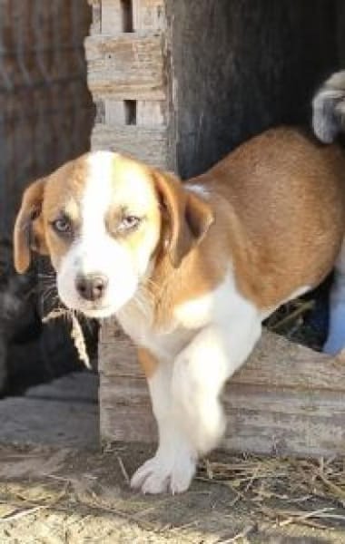 Scott 26 cm (Nov 25) Pflegestelle