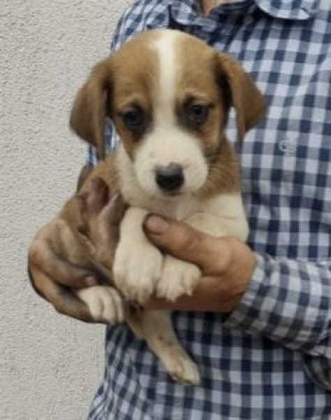 Scott 26 cm (Nov 25) Pflegestelle