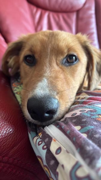 Pia sucht ein ruhiges Zuhause