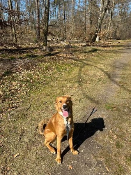 Pia sucht ein ruhiges Zuhause