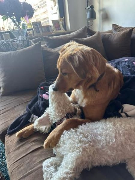 Pia sucht ein ruhiges Zuhause