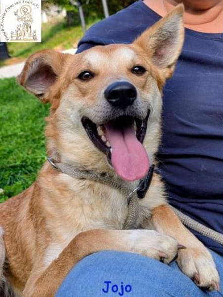 Jojo  der aufgeschlossene Wegbegleiter