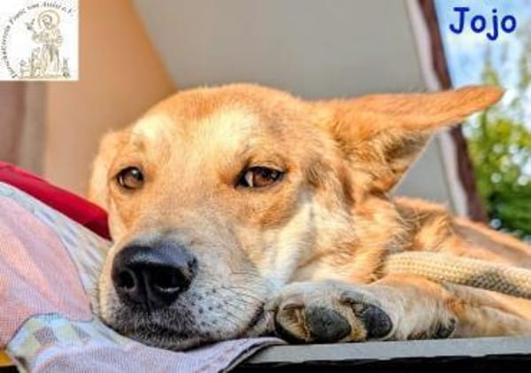 Jojo  der aufgeschlossene Wegbegleiter