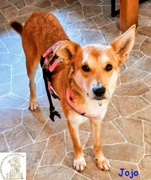 Jojo  der aufgeschlossene Wegbegleiter