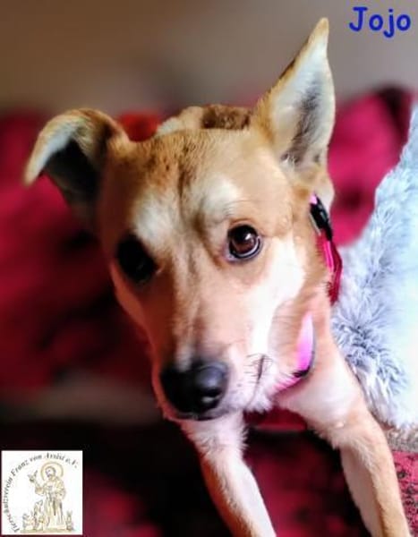 Jojo  der aufgeschlossene Wegbegleiter