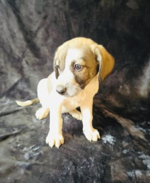 Arnie sucht ein Körbchen