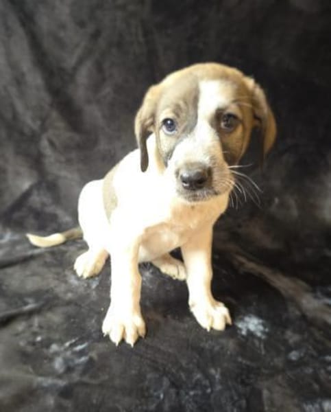 Arnie sucht ein Körbchen