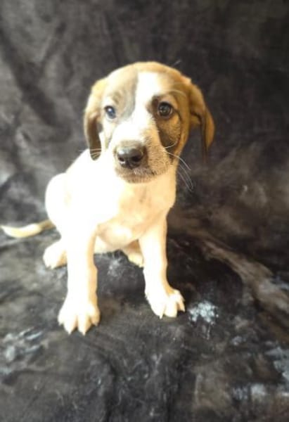 Arnie sucht ein Körbchen