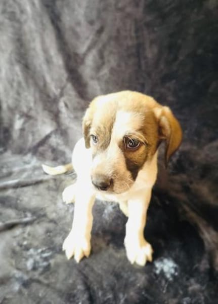 Arnie sucht ein Körbchen