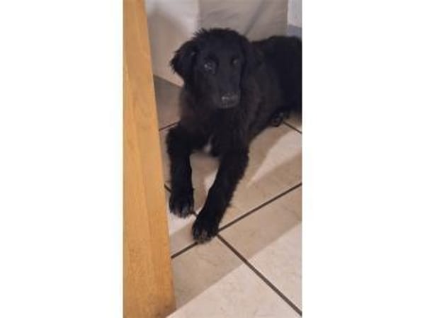 Jana - wartet in 66482 Zweibrücken