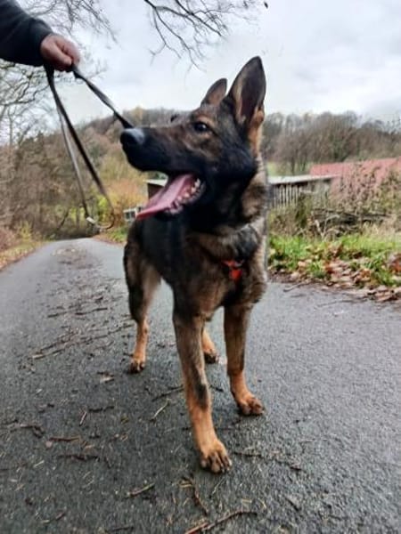 🐾 Die Ruhe selbst: Hallo, Belgina endli