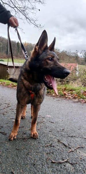 🐾 Die Ruhe selbst: Hallo, Belgina endli