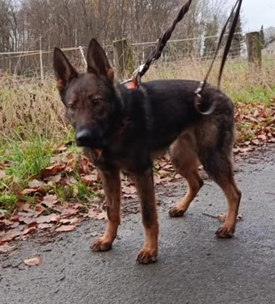 🐾 Die Ruhe selbst: Hallo, Belgina endli