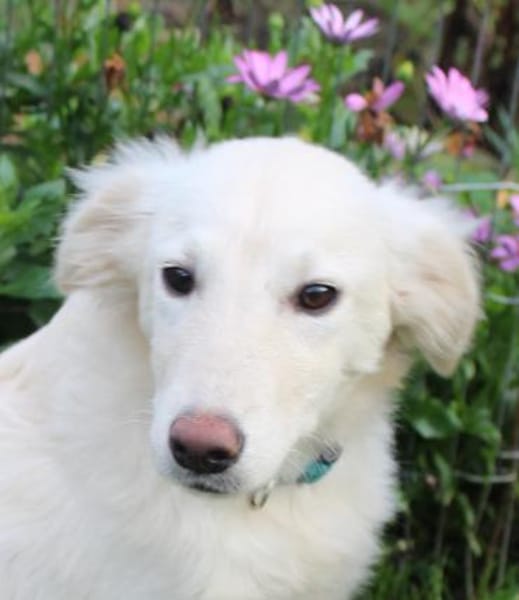 Liebe Belka sucht eine tolle Familie 💖