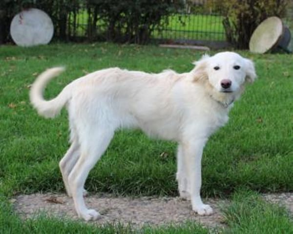 Liebe Belka sucht eine tolle Familie 💖