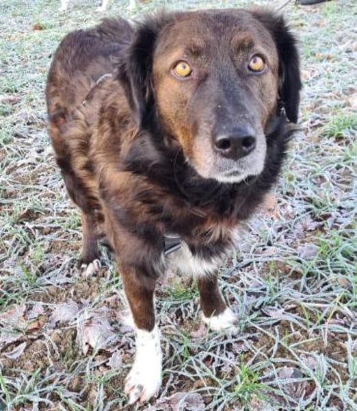 Liebe sanfte Isla sucht ruhiges Zuhause