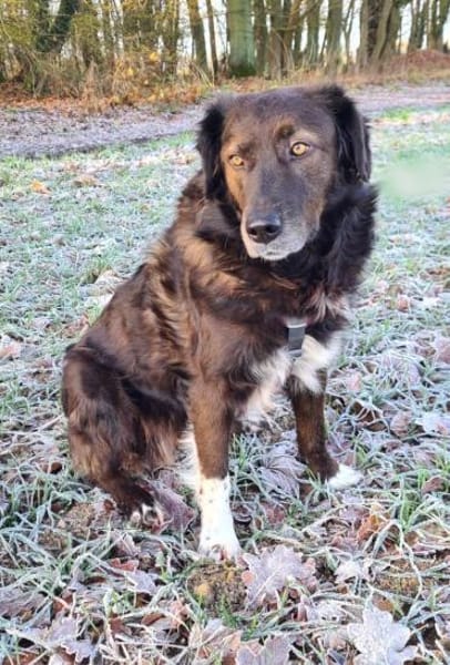 Liebe sanfte Isla sucht ruhiges Zuhause