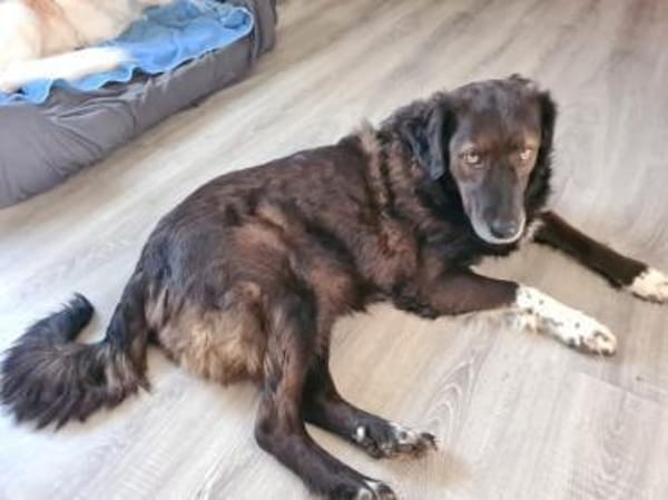 Liebe sanfte Isla sucht ruhiges Zuhause