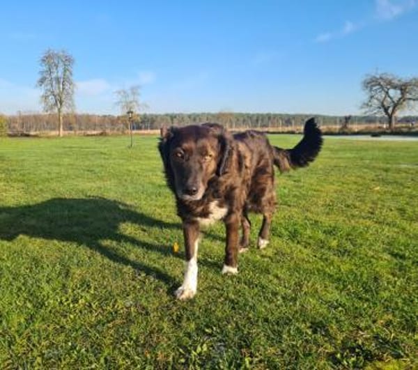 Liebe sanfte Isla sucht ruhiges Zuhause