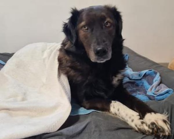 Liebe sanfte Isla sucht ruhiges Zuhause