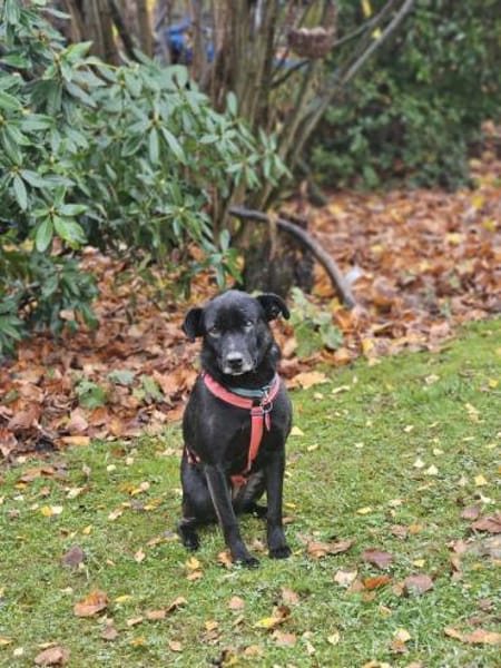 Colette sucht ein Für-Immer-Zuhause