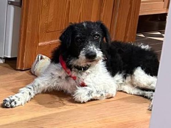 Seymur, sanft, freundlich, lernfreudig