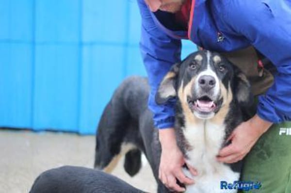 Matilda sucht ein liebevolles Zuhause