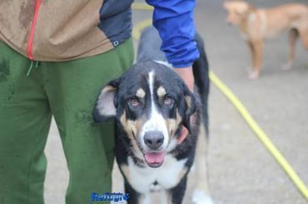 Matilda sucht ein liebevolles Zuhause