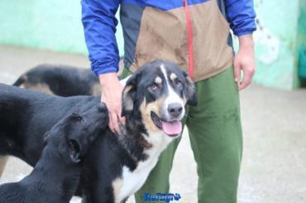 Matilda sucht ein liebevolles Zuhause