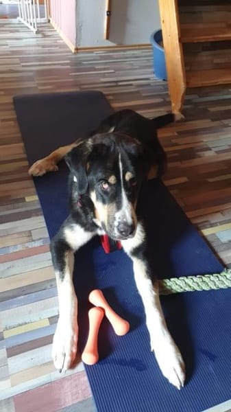 Matilda sucht ein liebevolles Zuhause