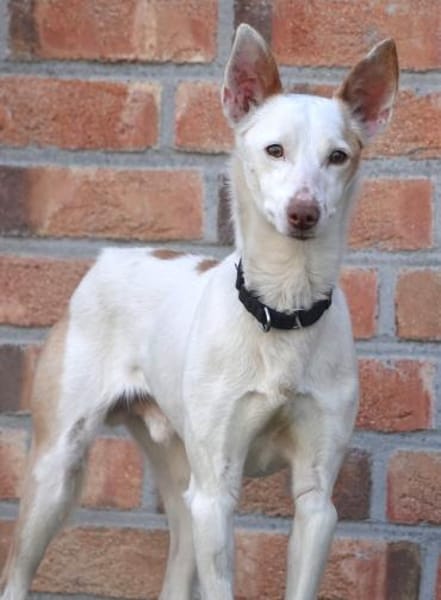 Kross1 sucht ein Zuhause