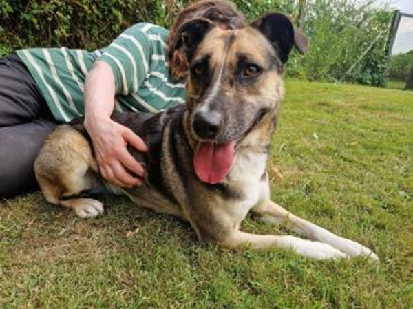 Allison - ein intelligentes Mädchen