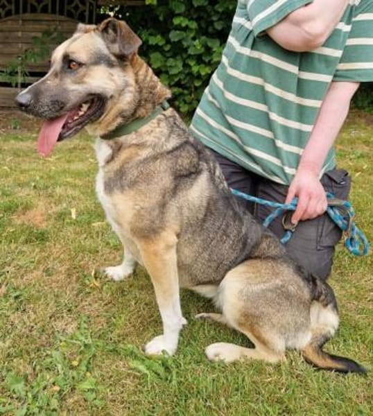 Allison - ein intelligentes Mädchen