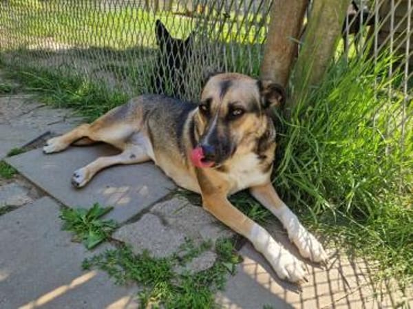 Allison - ein intelligentes Mädchen