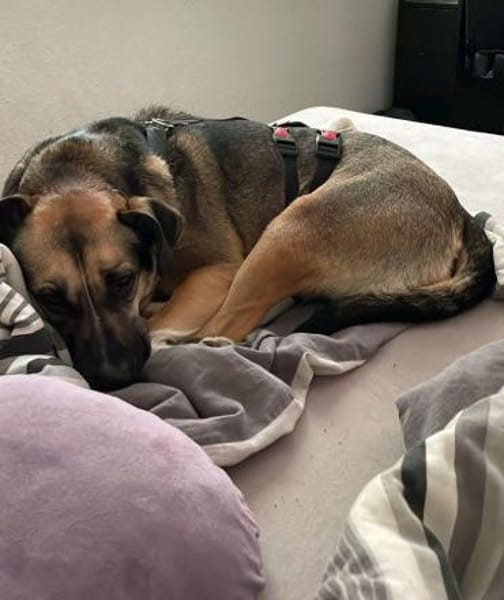 Allison - ein intelligentes Mädchen