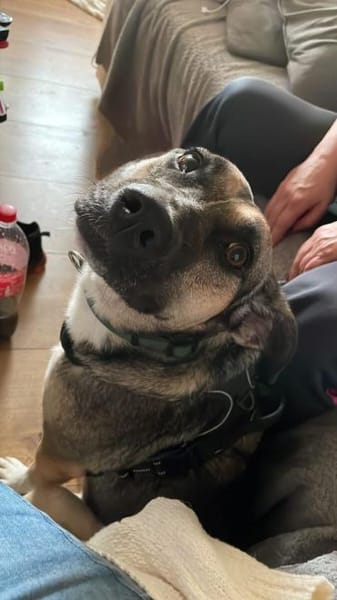 Allison - ein intelligentes Mädchen