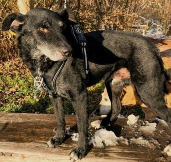 Georg freundlicher Puli-Mischling Senior