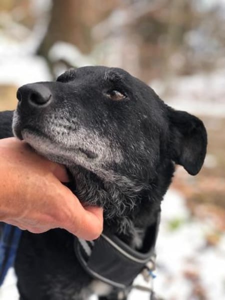 Georg freundlicher Puli-Mischling Senior