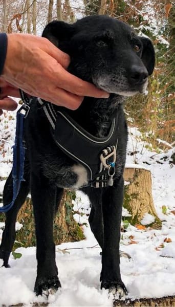 Georg freundlicher Puli-Mischling Senior