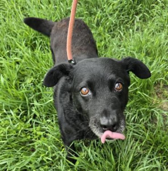 Uma - liebe Maus sucht ruhiges Zuhause