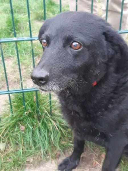 Uma - liebe Maus sucht ruhiges Zuhause