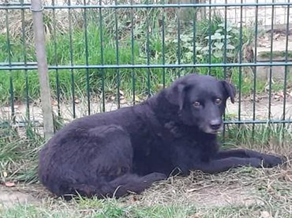 Uma - liebe Maus sucht ruhiges Zuhause