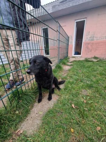 Uma - liebe Maus sucht ruhiges Zuhause